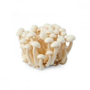 白玉菇 - SHIMEJI WEISS BUCHENHOLZ-PILZE